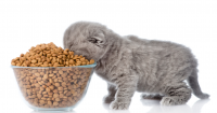 8 Rekomendasi Makanan Kucing Terbaik dan Menyehatkan